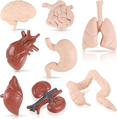 8 Pieces of human body model for children human organ model anatomy study of anatomy and physiology realistic 3D anatomy of the brain, heart, lungs and liver stomach stomachs of kidneys of the small intestine hail.. Shop with intention at DIAYTAR NIGERIA, offering thousands of products at budget-friendly prices.
