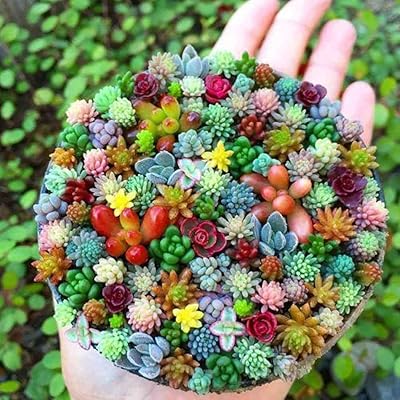 200pcs succulents mixed seeds, succulent mini seeds of living stone cacti DIY home garden office (200 succulent seeds).. Unlock endless possibilities with DIAYTAR NIGERIA's affordable marketplace and reliable delivery service.