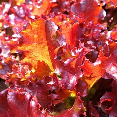 100pccs Latuca Red Leafs Delicious Kitchen Vegetables Seeds for Garden Garden Outdoor Court 1 Single Size.. Nigeria's most loved e-commerce platform delivers affordable shopping solutions to your doorstep.