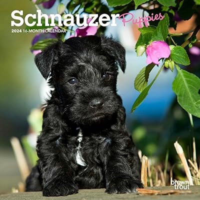 Schnauzer puppies | Mini monthly wall calendar 2024 7 x 14 inches | Brown trout | Animal dog breeds puppy.. Experience shopping freedom with DIAYTAR NIGERIA's vast catalog and nationwide 5-8 day shipping.