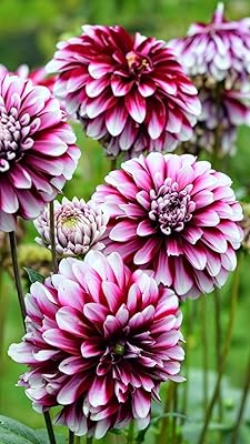 Seeds of rare exotic flowers, seeds of fragrant flowers, dahlia seeds easy to cultivate indoors - 50pcs _b.. DIAYTAR NIGERIA: Where shopping meets satisfaction with affordable prices and prompt delivery services.