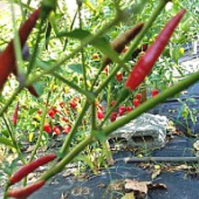 Baja California (20+ seeds) hot seed seeds (20+ seeds) | No GMO | Seeds of vegetable, fruits and herbs for planting | Domestic garden greenhouse pack.. DIAYTAR Nigeria brings you closer to everything you need — fast delivery, low costs, and variety.