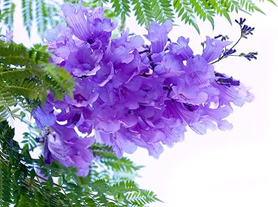 Blue jacaranda tree seeds - 100 seeds - Exotic flower tree - shipped from Iowa, United States.. Say hello to Nigeria’s fastest-growing e-commerce site — DIAYTAR Nigeria.