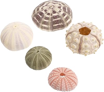 Yarno 5 pieces Oursein shell Spoutnik Marine plants Air plants ornament of aquarium shell of conque ornaments for crafts and decoration.. DIAYTAR NIGERIA: Nigeria's answer to affordable online shopping with reliable 5-8 day delivery guarantee.