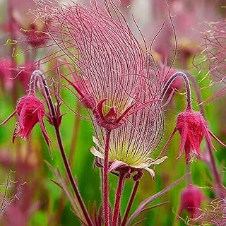 50pcs Sewn wild flower seeds Trifolium living rooms of perennial flowers, summer flower bulbs, seeds that are easy to grow.. Shop with purpose at DIAYTAR NIGERIA and receive quality products at budget rates within 8 days.