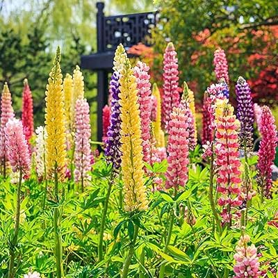 200pccs mixture of lupine seeds easy to plant varieties of outdoor flowers adding a beautiful landscape to the beauty of the family garden.. DIAYTAR NIGERIA delivers happiness in 5-8 days with our affordable and diverse product range.
