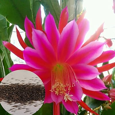 Epiphyllum seeds oxypetalum 1 sachet of high -efficiency oxypetalum seeds.. Great deals and fast delivery — the DIAYTAR Nigeria guarantee.