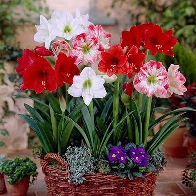 2 amaryllis bulbs with perennial flowers for planting and sowing greenhouse on the interior balcony, yes beautiful vase of round cut flowers.. Shop with confidence at DIAYTAR NIGERIA, offering thousands of products with budget-friendly shipping.
