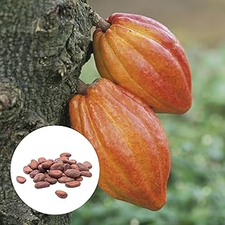 Theobroma cocoa seeds, 20 pieces/bag of beautiful plant seeds with high germination, natural cocoa theobroma seeds for perfect outdoor garden gifts, cultivate your own garden.. DIAYTAR NIGERIA brings quality products to every corner of Nigeria at prices everyone can afford.