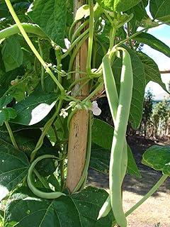 Phaseolus vulgaris, climbing bean - Blue Lake Wireless, 25 g about 100 seeds, untreated.. Fast. Reliable. Affordable. DIAYTAR Nigeria is all that and more.