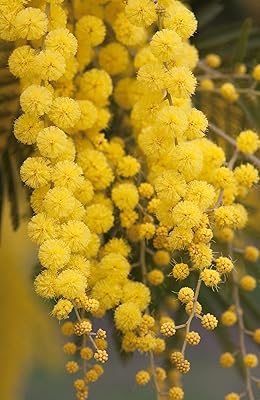 Golden mimosa seeds to plant - 30 seeds - Acacia Beliana.. Shop anytime, receive on time — only with DIAYTAR Nigeria.