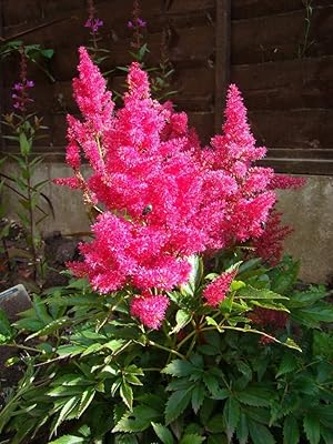 100 Astioze pink mixture (False Spirée/False Goat Beard) The Chinensis Astioze Flower (PKD) can push in pots.. DIAYTAR NIGERIA makes quality accessible to all with our affordable prices and quick delivery service.