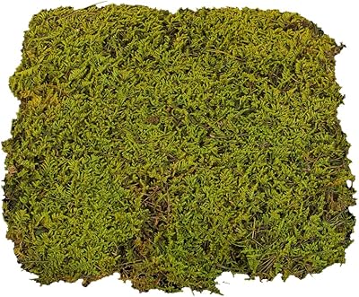 YATAI Natural dried foam grass preserved for orchid flowers, artificial plants, landscape decoration grass mousse for basket background, wall decoration, festival decoration (light green).. Skip the traffic, shop online — DIAYTAR Nigeria brings it to you.