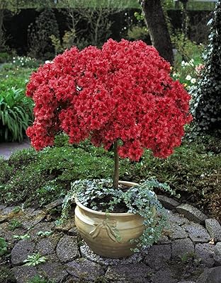 Standard azaleum shrub, tree, low maintenance, persistent leaf plant, spring spring flowers, 1 x Azalea tree Japonica standard in 2 l pot (60-80 cm high) per.. Shop with purpose at DIAYTAR NIGERIA, where your money goes further and delivery is always prompt.