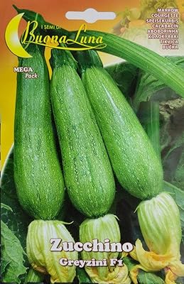 Kusino Grezzini F1 (Maro).. DIAYTAR NIGERIA makes quality accessible with our diverse product range and dependable delivery service.
