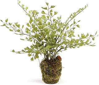 NAPA Home & Garden Consservatory Maidenhair Fern Drop-in, Jerry Marily, 9 \ ".. From kitchen tools to phones — DIAYTAR Nigeria ships it all in a week.