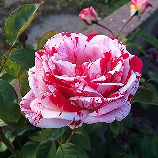 100pcs Rare climbing flower seeds for house garden balcony patio flavored flowers pink seeds.. Shop across boundaries with DIAYTAR NIGERIA's comprehensive catalog delivered nationwide at budget rates.