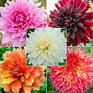 2 pieces mixture of dahlia bulbs superb perennial flowers for giant plantation on plate.. Explore limitless products on DIAYTAR Nigeria — at the lowest prices.