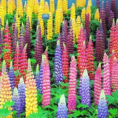 100 pieces of Russell lupine seeds of mixed colors, high germination rate, easy to plant from garden flower leaves of Lupine bonsai for garden plantation, mixed color, one waist.. DIAYTAR NIGERIA: Creating access to affordable products for every Nigerian with our swift delivery service.