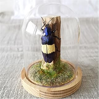 Real specimens of insect resin, specimens of SCHAFFER COLÉOPTRES insects, collection of animal taxidermia for scientific education and office decorations, a.. Shop quality and variety at unbeatable prices on DIAYTAR Nigeria — delivery in under 8 days.