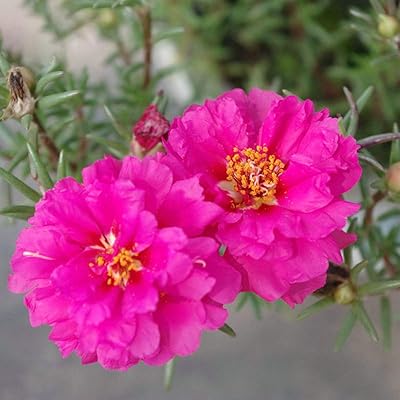 100 pieces-bag of attractive decorative pounding seeds and beautiful colors mixed for use.. Shop with confidence at DIAYTAR NIGERIA, offering thousands of products with budget-friendly shipping.