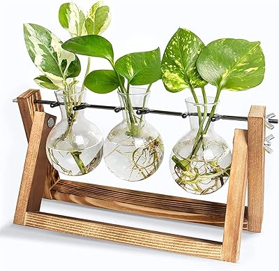 Tomface plant propagation plants with wooden support, desk glass vase, for interior hydroponics and hydroponic plants for home, desk, garden and house decoration accessories.. Enjoy the simplicity of shopping with DIAYTAR NIGERIA, offering vast choices delivered in just 5-8 days.