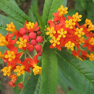 50 pieces/set of Asclepias Curassavica seeds with flowers, ornamental georgian seeds of bright colors for balcony plants, seeds for gifts.. Find everything you need at prices you'll love with DIAYTAR NIGERIA's comprehensive e-commerce platform.