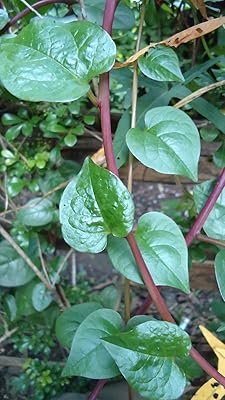 Basella Rubra, red Indian spinach, 2 g about 70 seeds, not treated.. Shop without boundaries at DIAYTAR NIGERIA, offering extensive variety at prices you'll appreciate.