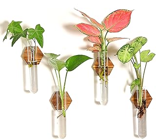 Plant of propagation of Haslin plants glass tubes of planters to hang on the wall for the.. DIAYTAR NIGERIA brings online shopping to every Nigerian with affordable prices and reliable shipping.