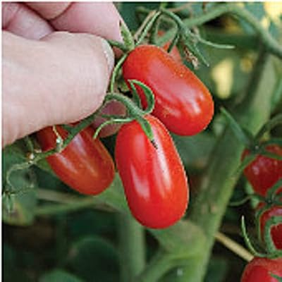 Red grape tomatoes (over 20 seeds) | without GMO | Seeds of flowers and vegetables to plant | Family garden greenhouse package.. DIAYTAR NIGERIA revolutionizes online shopping with competitive prices and reliable 5-8 day delivery.