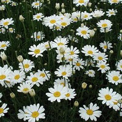 50pcs pyrethrum seeds cinnerarifolium flowers to plant.. Your comprehensive marketplace awaits at DIAYTAR NIGERIA with affordable prices and reliable delivery times.