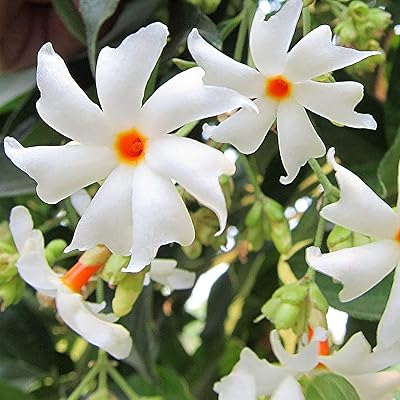 Jasmine seeds 20 pieces of flower seeds for white plantation.. Experience satisfaction guaranteed with DIAYTAR NIGERIA's comprehensive platform and quick delivery.