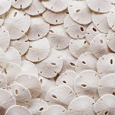 Mini dollars white natural 50 pieces - less than 1.25 inch - mini shell package perfect for weddings or crafts by Tumbler Home.. DIAYTAR NIGERIA: Your gateway to affordable shopping with thousands of products delivered nationwide.