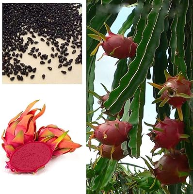 50pcs seeds of red dwarf dragon, seeds of garden cacti plants, juicy and delicious.. DIAYTAR NIGERIA combines affordability, variety, and convenience with nationwide delivery services.