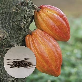 20 pieces/bag of plant seeds, beautiful natural cocoa seeds with high germination for grass - seeds.. Looking for great deals without compromising on quality? DIAYTAR Nigeria brings you thousands of top products at affordable rates, delivered straight to your doorstep.