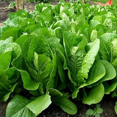 100pccs Roman lettuce bags thick natural vegetables.. DIAYTAR NIGERIA makes quality accessible to all with our affordable prices and quick delivery service.