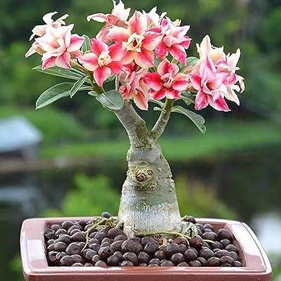100pcs / adenium bag bags obesum without GMOs easy to cultivate mixed pink seeds of the obesum adenium desert for the garden.. DIAYTAR NIGERIA delivers value, variety, and convenience with our nationwide 5-8 day shipping.