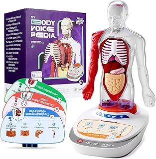 Science can human body model for children, interactive anatomy toys for children from 5 to 7 years old, model of human anatomy with 15 removable pieces.. DIAYTAR NIGERIA: Your trusted e-commerce partner with extensive product choices and affordable delivery.