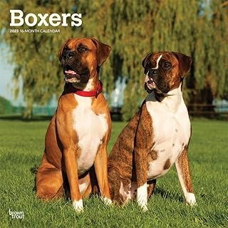 International Boxers Edition | Square monthly wall calendar 2023 12 x 24 inches | Brown trout | Dogdays dog animals.. DIAYTAR NIGERIA puts thousands of products at your fingertips with affordable prices and delivery within a week.