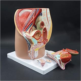 Sagittal reproductive system model - Human organ anatomy model Genital model - Life -size masculine genital model - 4 detachable parts - (A).. DIAYTAR NIGERIA connects Nigerians with quality products at affordable prices, delivered in 5-8 days nationwide.