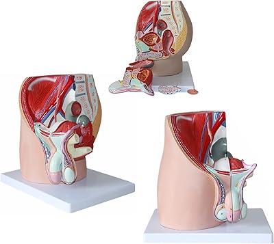 Masculine urethral system model anatomy model Human body model model of male organs anatomy Uro for removable adult learning resources 40 x 24 x 40 cm.. DIAYTAR NIGERIA: Where convenience meets affordability with delivery across Nigeria in under 8 days.