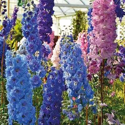 Delphinium Hardy Plant Of Perennial Pacific Giants Mixture Mixture of 1 liter by Thompson and Morgan (1).. Nigeria's most diverse e-commerce platform delivers quality and affordability to your doorstep in 5-8 days.