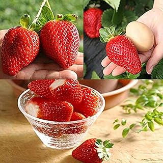 1 bag of small strawberries, high production, sweet flavor, climbing red strawberries for the garden.. DIAYTAR NIGERIA: Bringing quality products to your doorstep at prices that won't break the bank.
