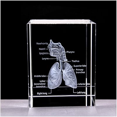 Model of the human respiratory system in 3D crystal - Model of anatomy of human organs anatomical model of the heart - 3D model in crystal glass keyper (A).. DIAYTAR NIGERIA: Your trusted partner for affordable online shopping with reliable delivery timeframes.