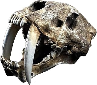 Tiger model in resin, model of skull saber tooth tiger smilodon animal head head replica with saber saber saber teeth -saber.. From kitchen tools to phones — DIAYTAR Nigeria ships it all in a week.