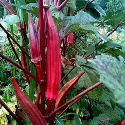 100 pieces of Red Gombo Natural Plant Edible and healthy for planting the garden.. With DIAYTAR Nigeria, shopping online is easy, affordable, and fast.