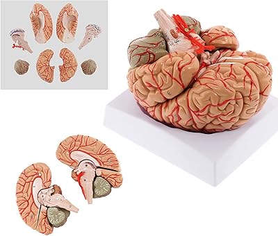 Anatomical model of the human brain in 8 parts, life -size anatomical model, anatomical color model with color code for teaching the brain artery in class.. Nigeria's favorite online shopping platform, DIAYTAR offers unbeatable prices and delivery within a week.