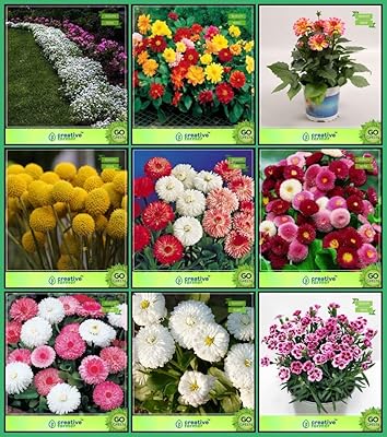 Seed Flower Seeds: Alyssum, Dahlia Unwin, Dahlia Pompon, Drum Stick Globosa, Daisy Dbl Mixed, Dasiya Pomp Mixed, Daisy Pomp, Daisy Monstrosa, Dianthus Baby Doll Kitchen Garden Pack.. DIAYTAR NIGERIA: Where thousands of products meet affordable prices and reliable 5-8 day delivery.