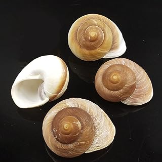 Set of 4 hermit crab shells, muffin snail shells | Turbo shells | Giant terrestrial snail shells | Hermit crab house for aquarium decoration, beach and house decoration, wedding table centers, 2.75 " - 3".. DIAYTAR NIGERIA: Bridging the gap between consumers and quality products with affordable nationwide shipping.