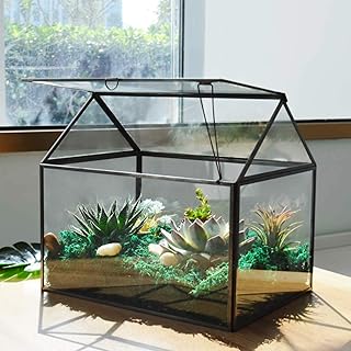 Large glass planter - Kit of cropping of succulent glass interior plants with lips, plant breeding (black 1).. Discover shopping made effortless with DIAYTAR NIGERIA's comprehensive platform and quick shipping.